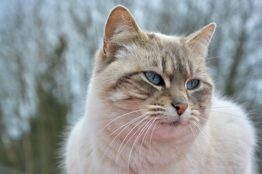 Gale des oreilles chez le Chat : Causes, Symptômes et Traitement