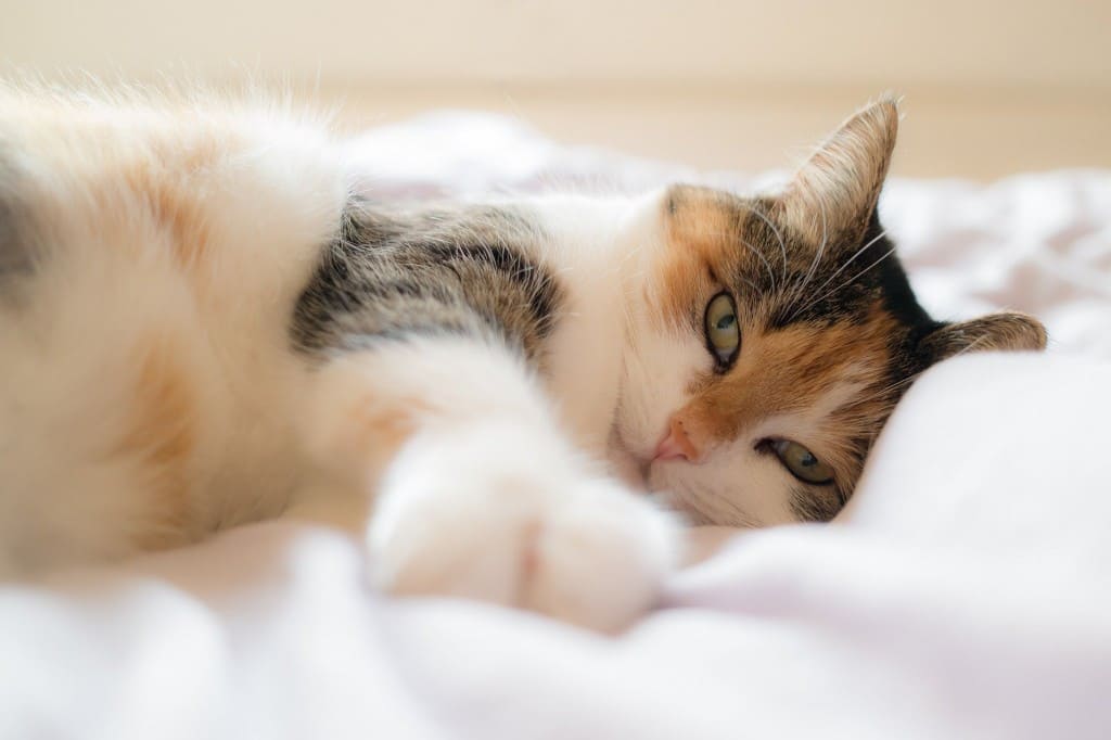Le stress du chat - Les 10 signes qui montrent que votre chat est anxieux