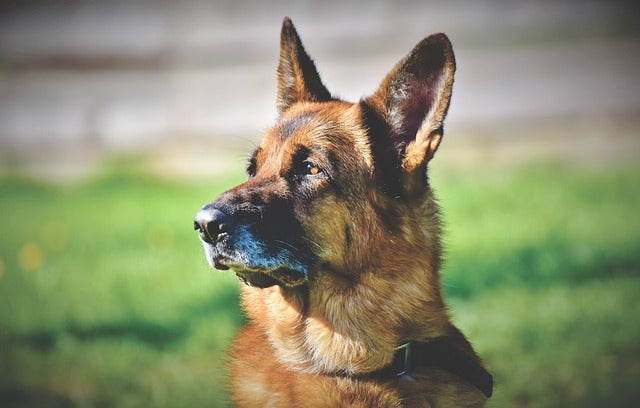 Gale de l'oreille du chien : cause, symptômes, traitements et prévention