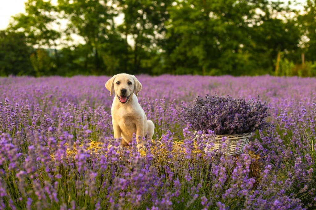 Les avantages du shampoing Bio pour chien