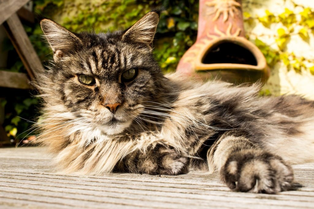 Le Maine Coon