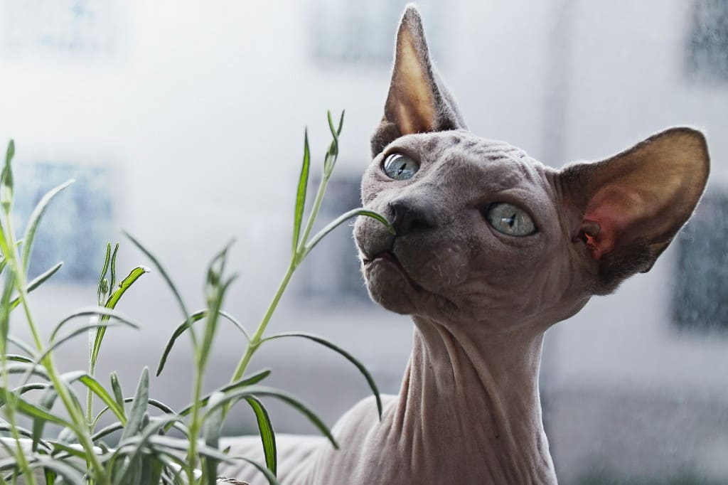 chat sphynx