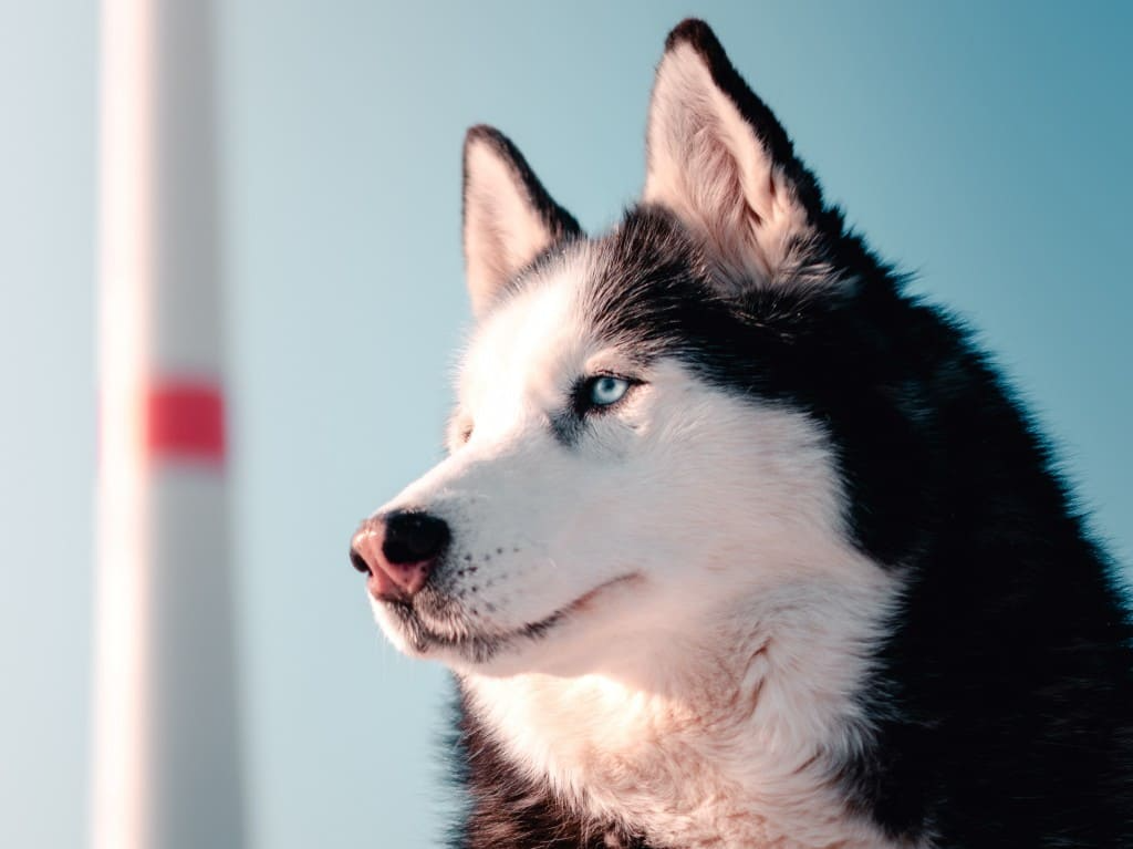 husky sibérien fiche race