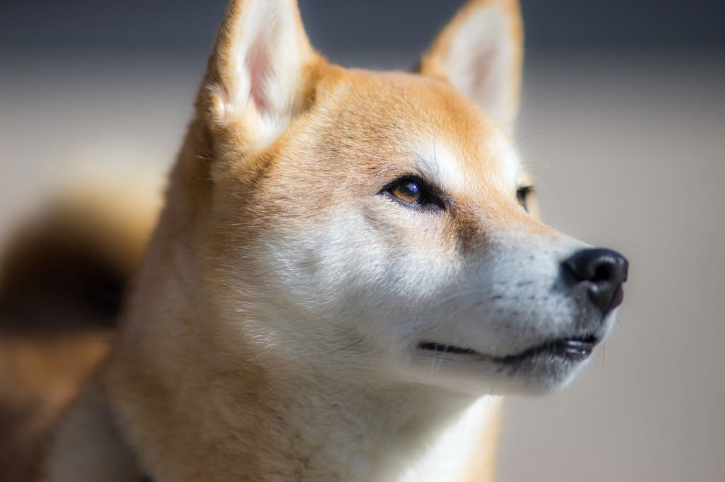 shiba inu fiche race