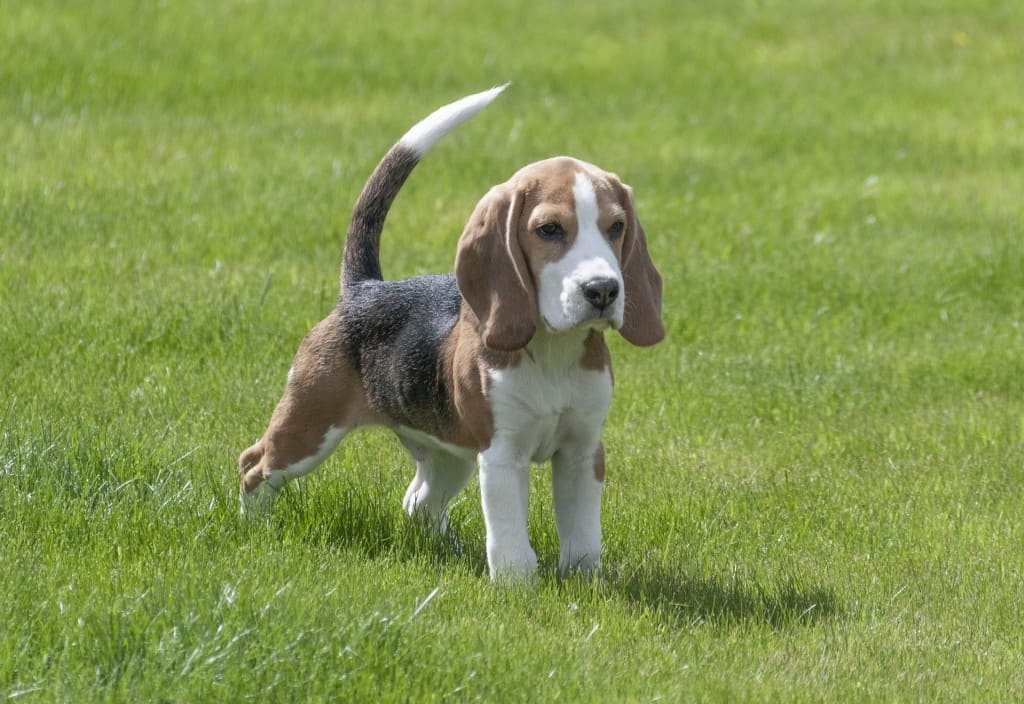 Le Beagle