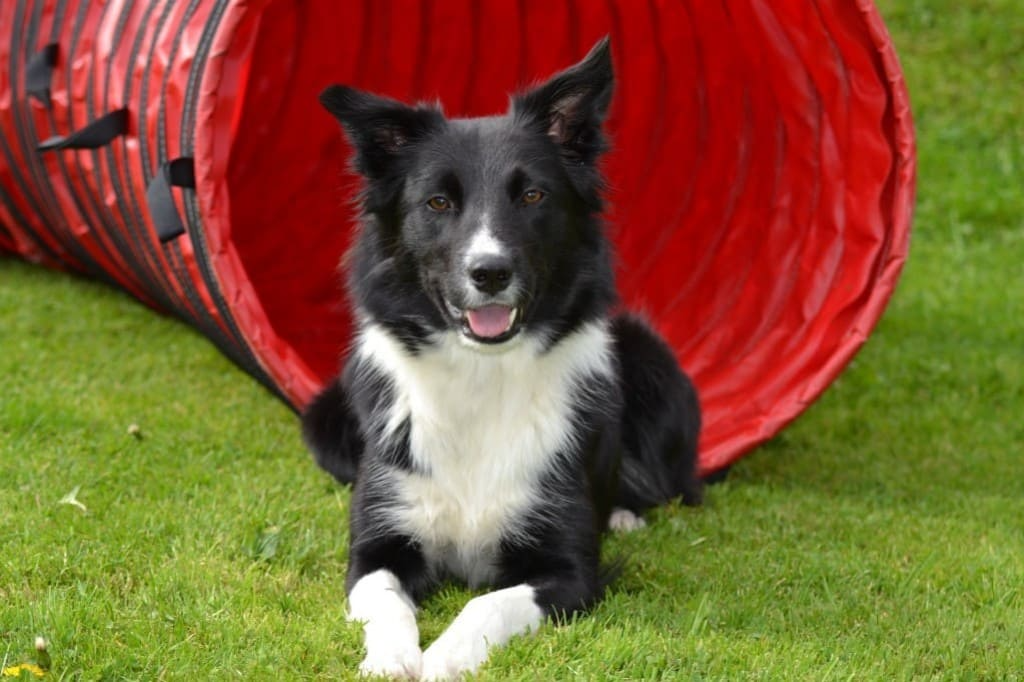 Le Border Collie