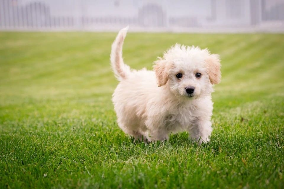 les chiens les plus petits du monde