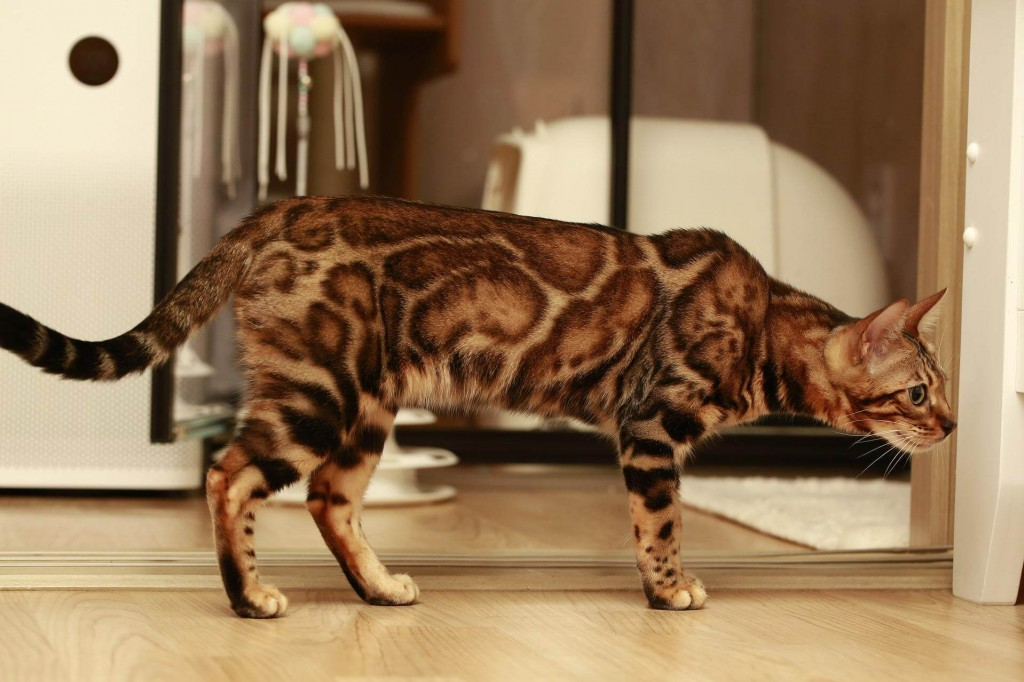 Chat Bengal