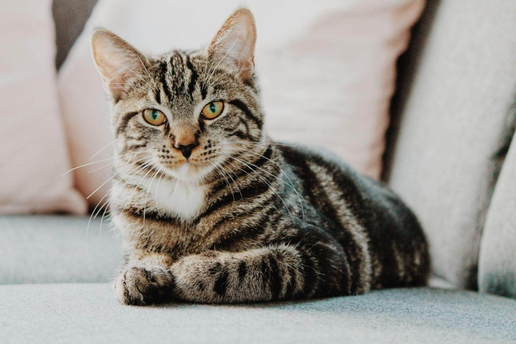 Comment se débarrasser des puces de chat dans une maison ?