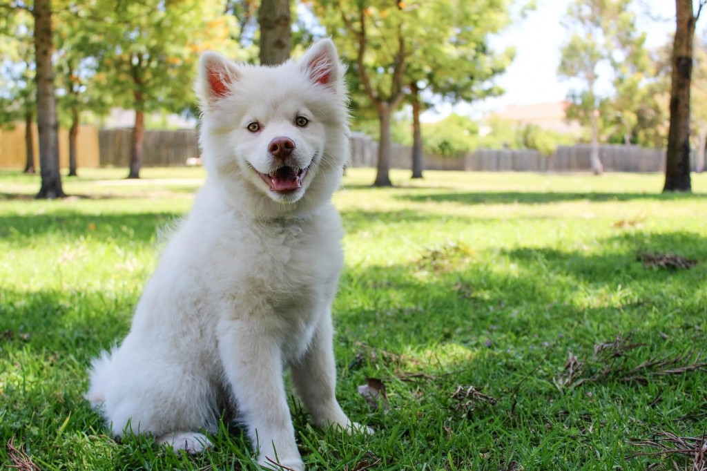 Comment mettre un collier anti-puces à son chien ?