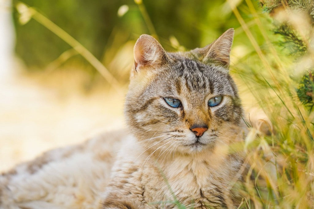 Vermifuges naturels pour chat