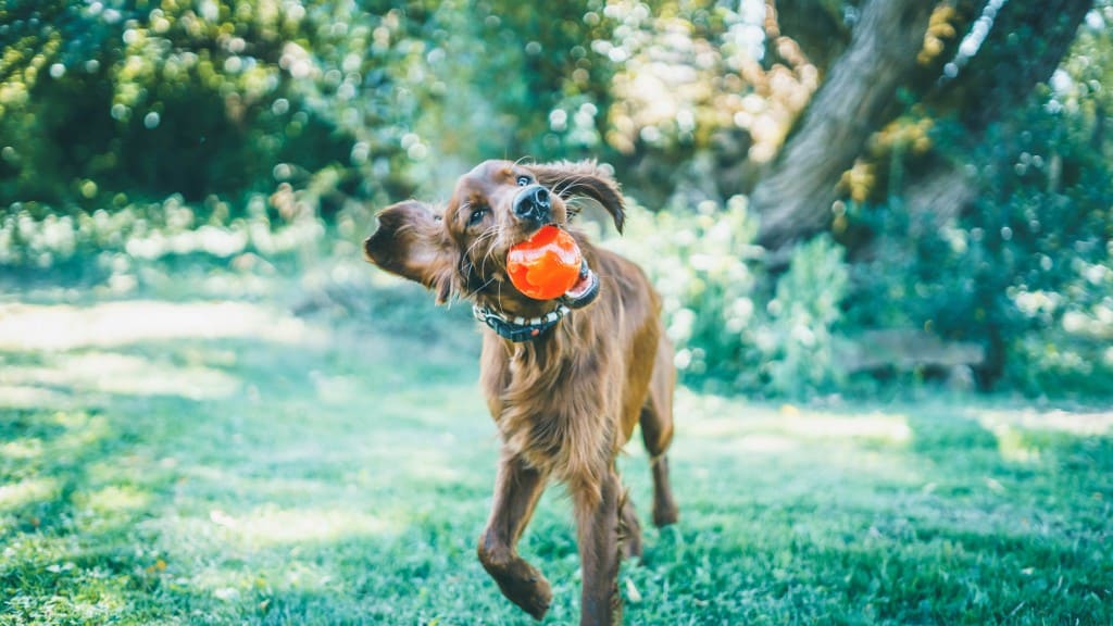 Les bienfaits du toilettage pour mon chien