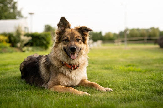 chien heureux 10 signes corporels