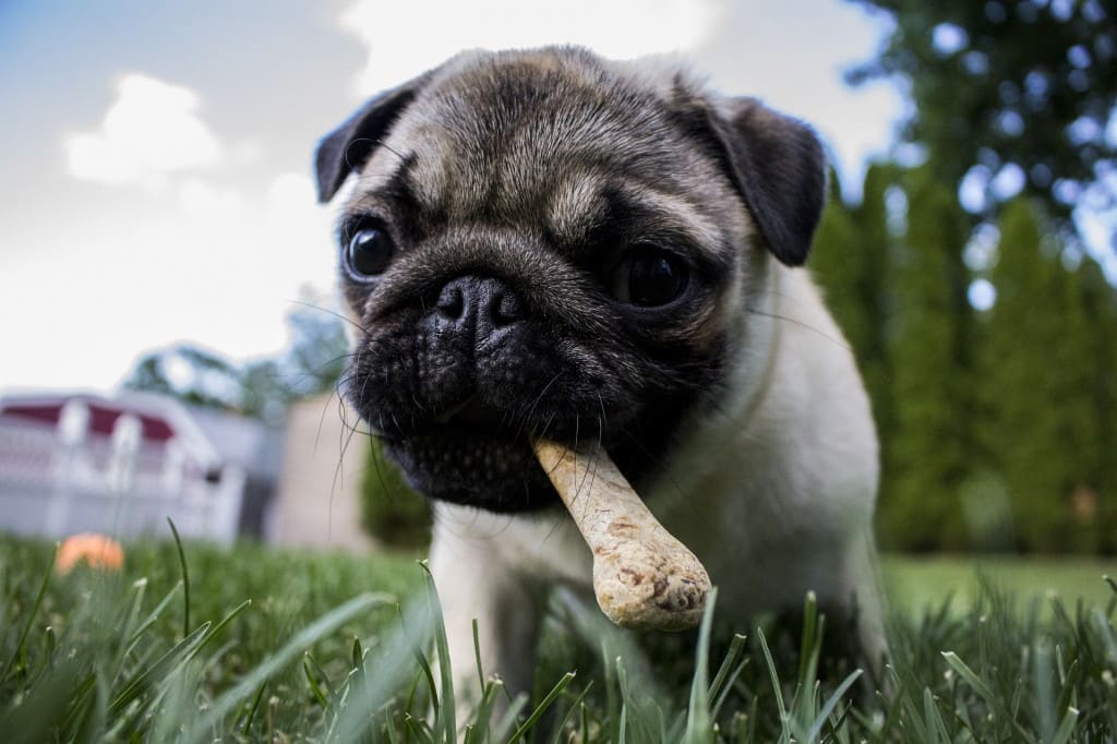 aliments toxiques pour les animaux