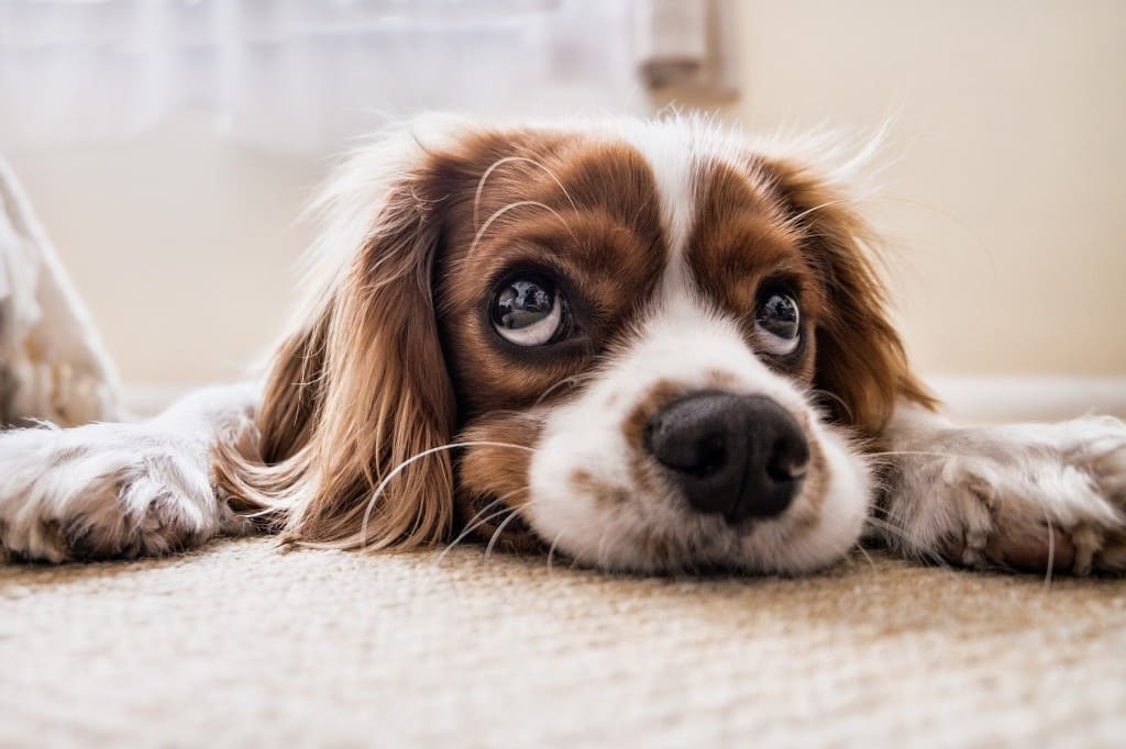 nettoyer les yeux chien conseils