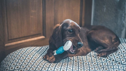 chien avec os pour les dents