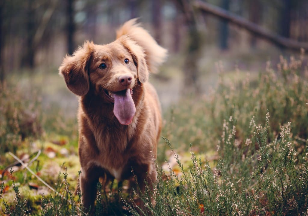 Les maladies transmises par les puces et les tiques chez le chien