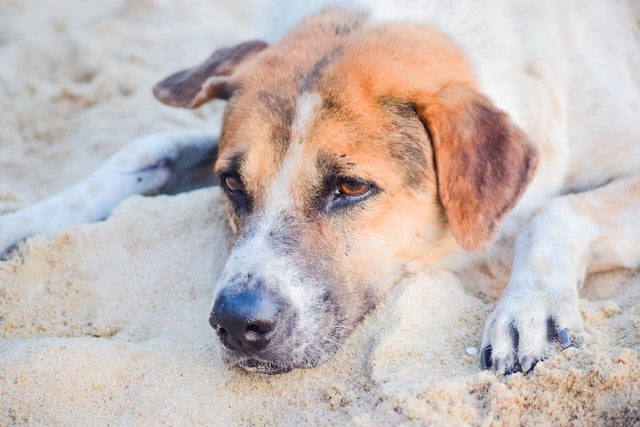 Teigne chez le chien : causes, symptômes et traitements