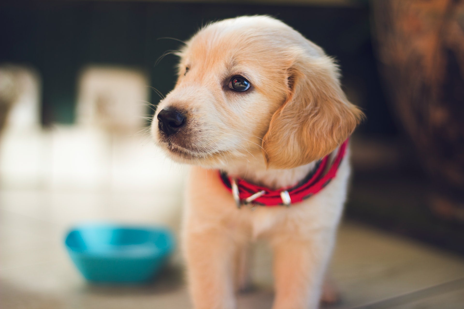 labrador chiot