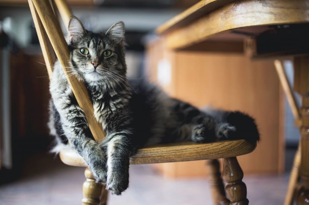 levure de bière pour chat