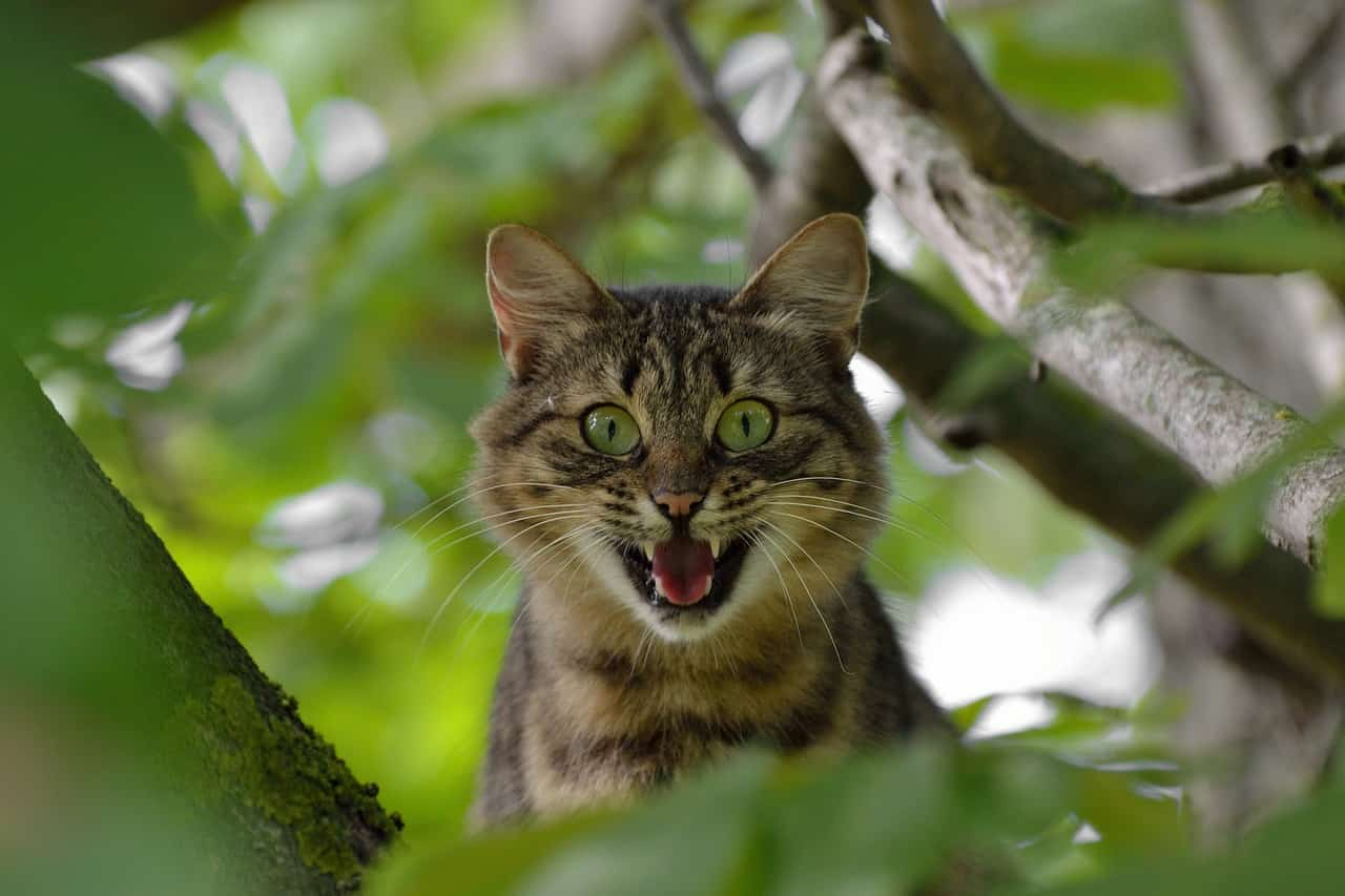 Morsure de chat : est-ce grave ? Comment réagir ?