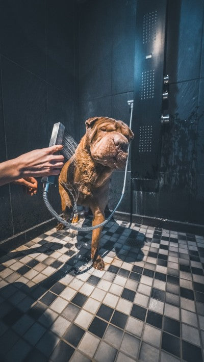 Chien douche