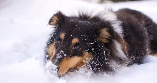 Le chien et la neige : 5 conseils pour un hiver sans risque