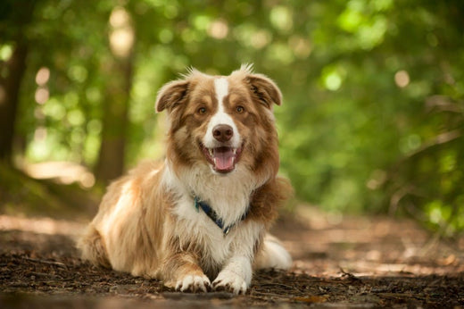 chien soin du poil