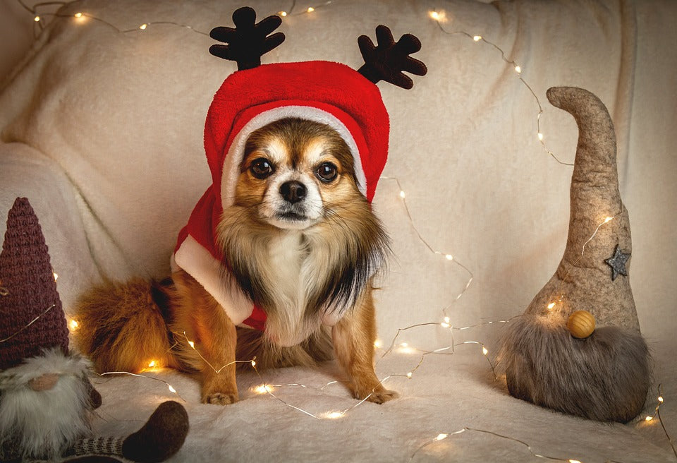 5 idees cadeau chien noel