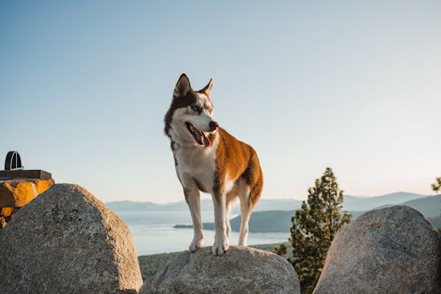 Diarrhées chez le chien : causes et traitements