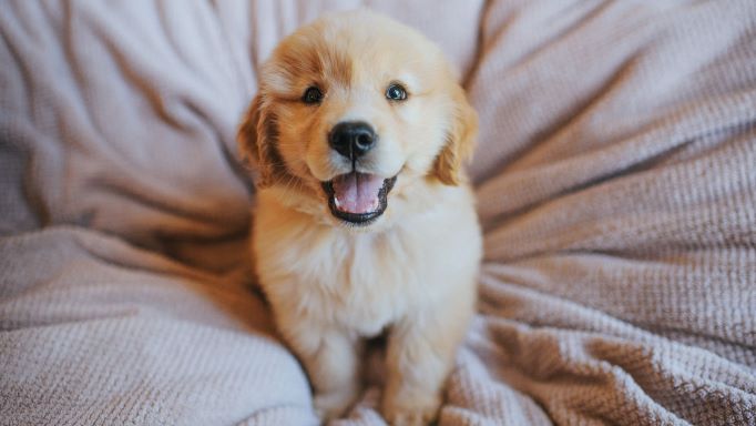 golden retriever chien populaire