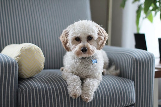 Les meilleurs noms de chien en A pour 2025