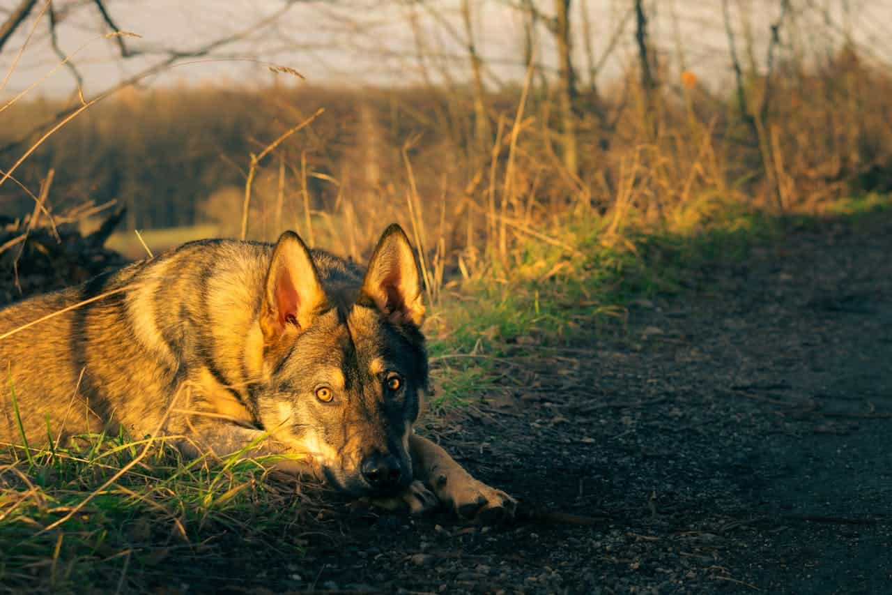 Guide des oreilles de porc pour chien