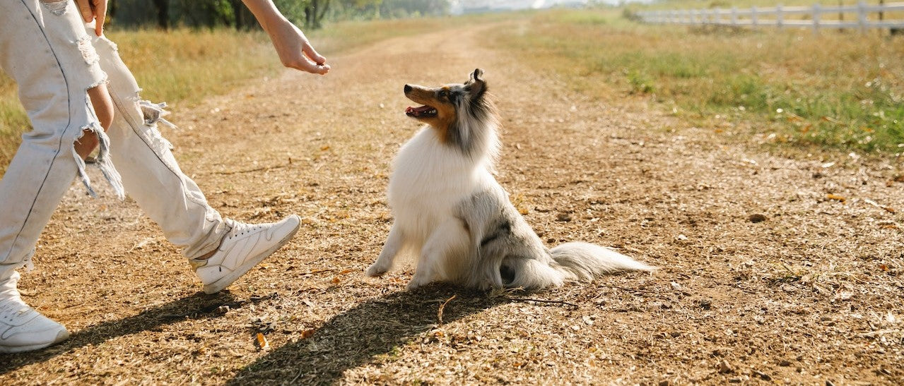 Comment choisir le bon complément alimentaire pour votre chien ou chat