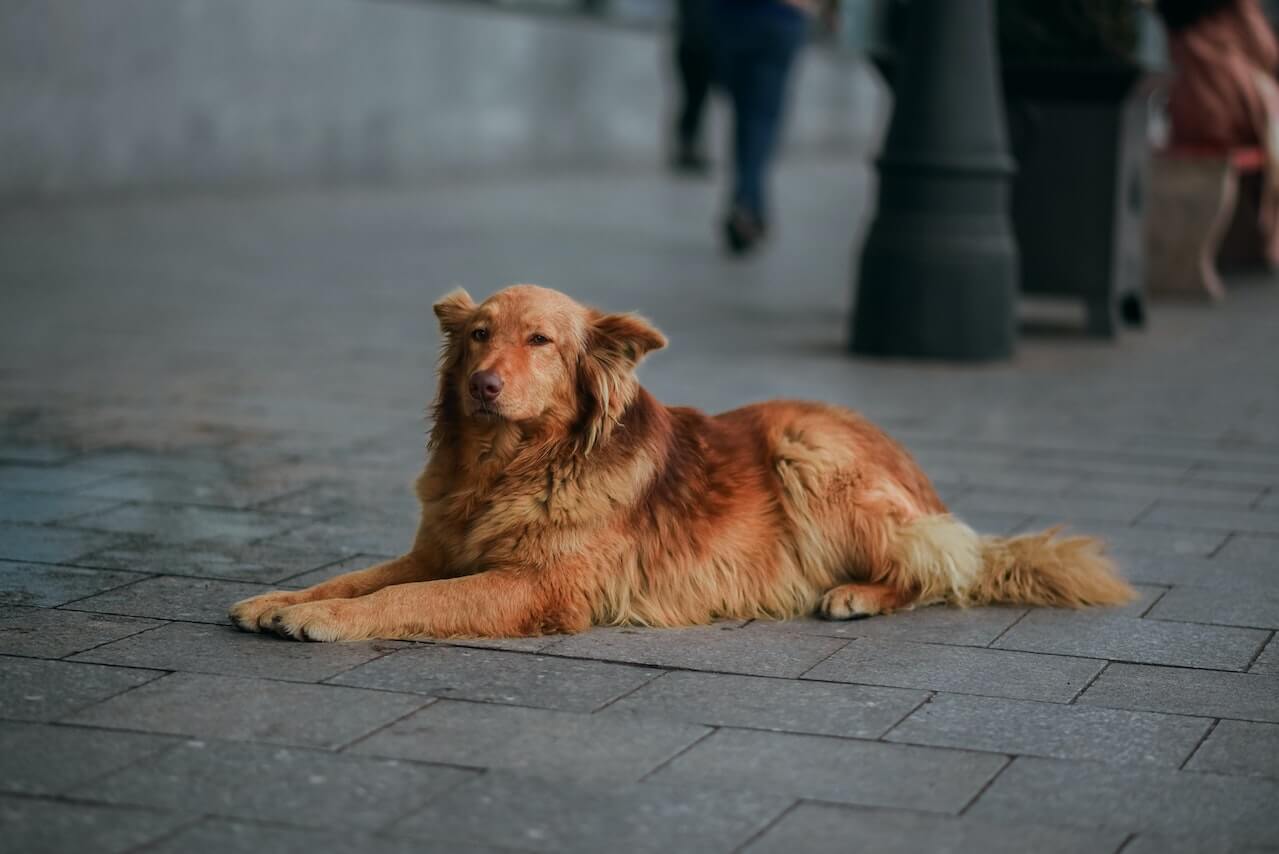 chien couché