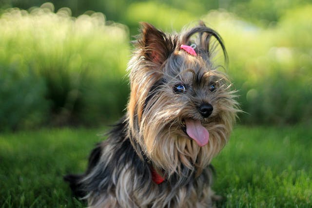 Pourquoi donner des compléments alimentaires à mon chien ?