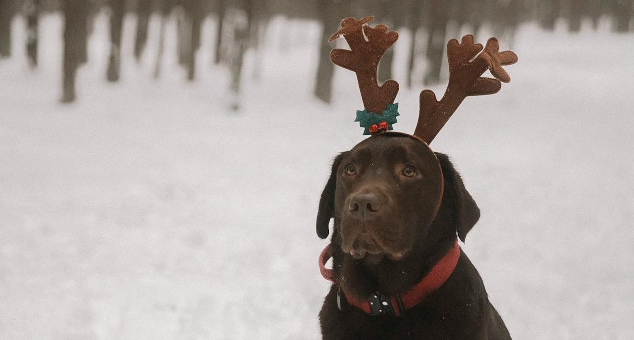 Guide des bois de cerf pour chien