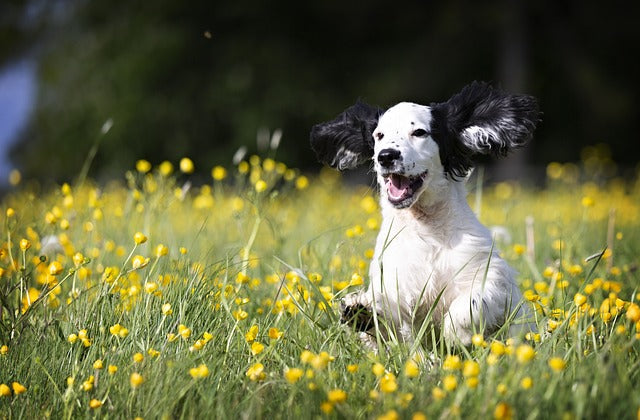 Le traitement des puces chez le chien