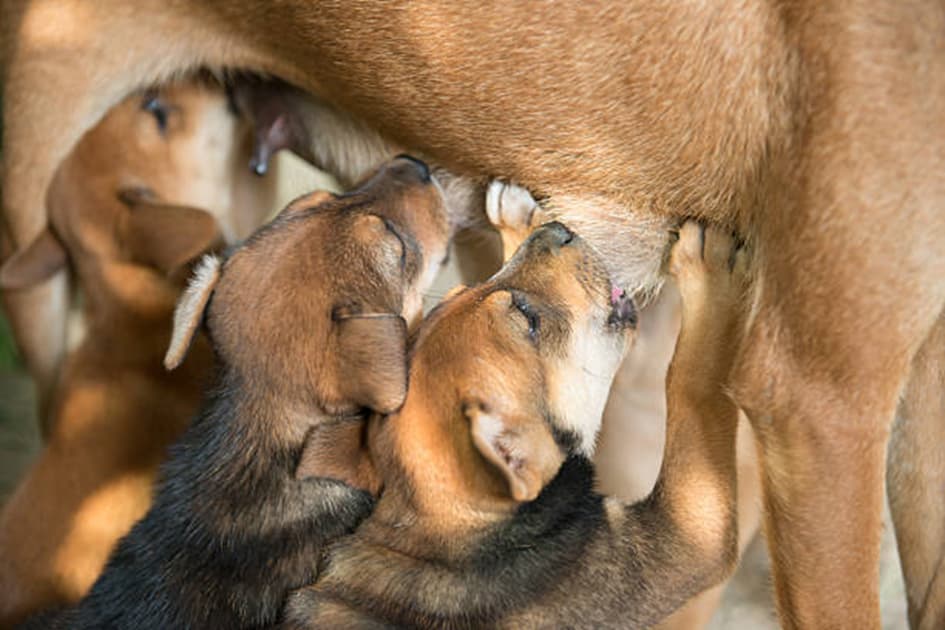 Sevrage du chiot : à quel âge et comment le gérer ?