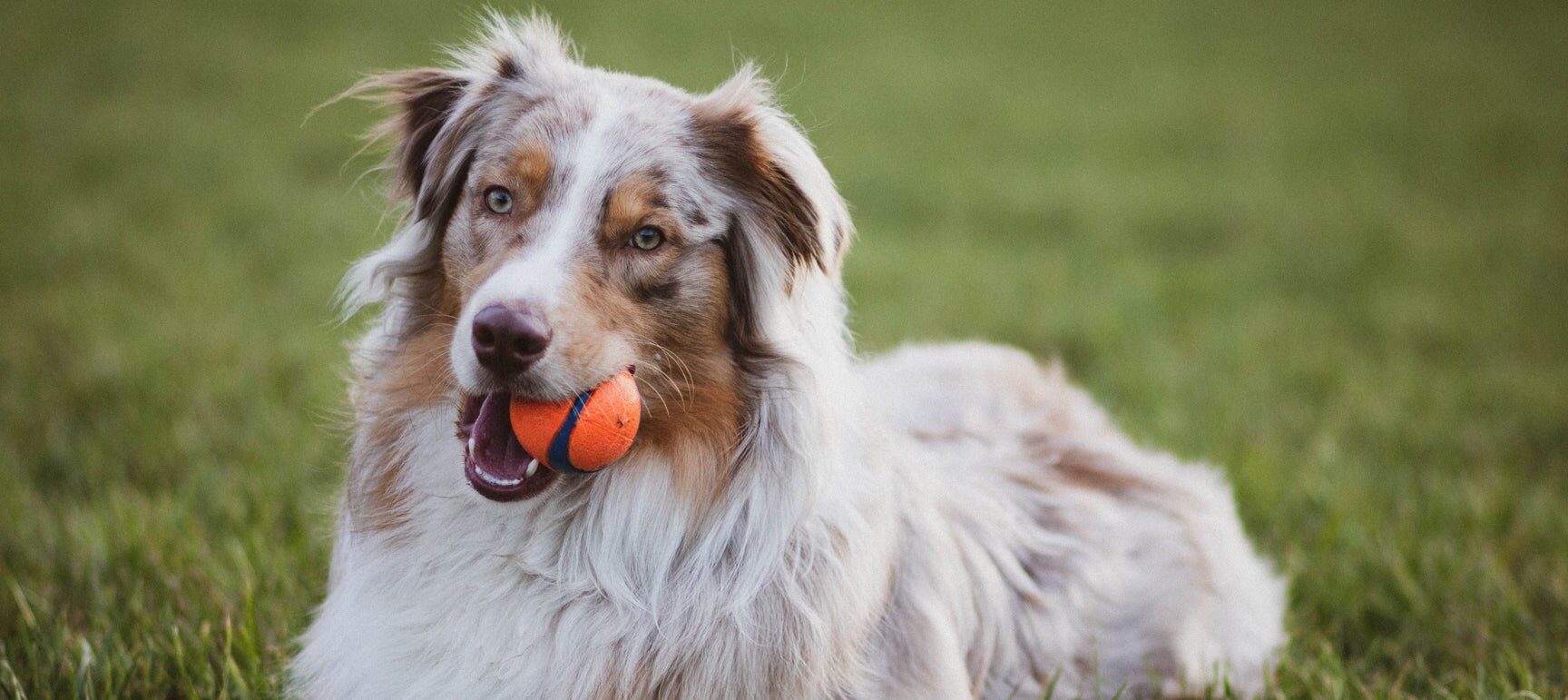 Enlever une tique sur mon chien