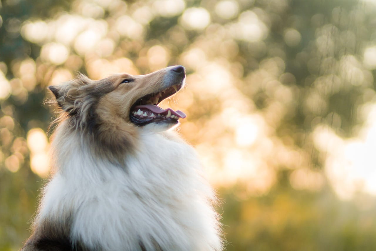 La vision du chien : comment voit un chien ?