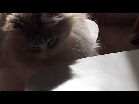 Laser pour chat AIME